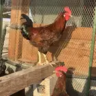 بيض دجاج فرنسي