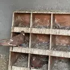 حمام مالطي