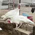 طقم رومي ابيض