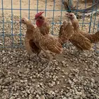 طقم سبرايت كريمي خوارج