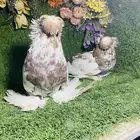 للبيع طبه بخاره اخر 3 ريش