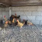 دجاج فيومي ذهبي