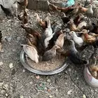 دجاج