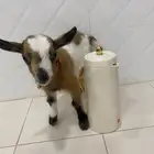 ماعز قزم