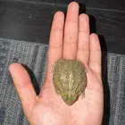 ضفدع البول فروق اكبر الضفادع فالعالم  يوجد زواحف اخرى