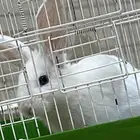 ارنب مع القفص