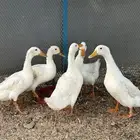 بط بكيني ذكور ذبايح شحم فلل