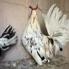 دجاج حباحب نصايف