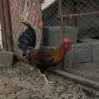 ديك عربي اصيل قديم
