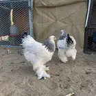 دجاج كولومبي