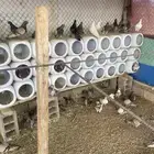 حمام فرنسي سلفر