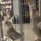 ببغاء كراون هواندي