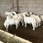 ذبايح خرفان