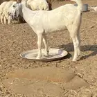 الجموم