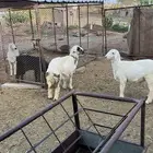 طليان