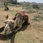 رحول مطوعه