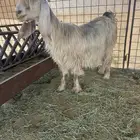 للبيع عنز عارضيه صفرا معها 2