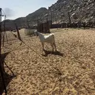الشميسي طريق الخواجات