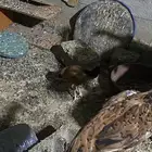 دجاج باكستاني