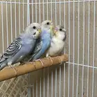 طيور بادجي