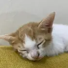 قطط تبني عاجل