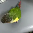 ببغاء كنيور