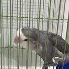 روز 2 للبيع ذكر وأنثى