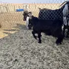 تيس