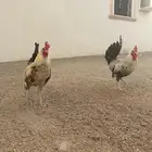 دجاج عربي وفيومي