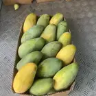 مانجو جازان من مزارعنا لباب بيتك