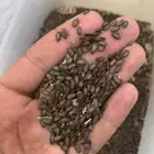 بذور أكاسيا جولكا