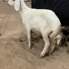 رخل حريه داغور