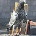 حمام