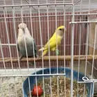 جوز روز صحت الطيور 100
