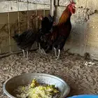 طقم دجاج عربي احمر