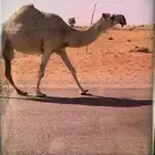 لقحه ثنو رمانيه
