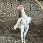 سندي