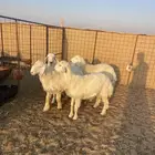 خرفان حريات تم البيع الله يبارك له