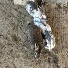 ارانب للبيع