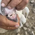 طلي صنف ثني مشرط الموقع الاكحل محطه المخلفي