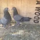 جوز كالو كمنقر