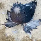 للبيع مجموعة طبات بخاره