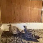 قطا او كدري للبيع