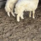طليان اثنين حريات