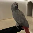 كاسكو مفقود فالمدينة حي المبعوث