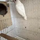 ذكر روز البينو منتج