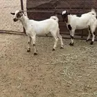 تيوس للبيع