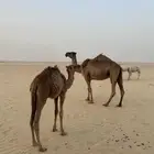 للببع خلفه تحتها قعود