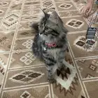 قطة للبيع شيرازيه معاها شهاده ميلاد