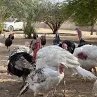 للبيع ديوك رومي ذبح او تربية